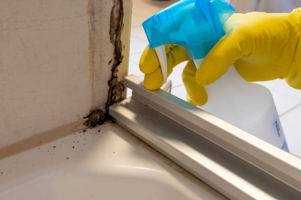 Reliable Osceola, IA Mold Remediation Solutions