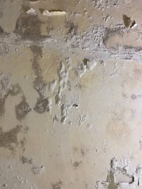 Best Commercial Mold Remediation in Osceola, IA
