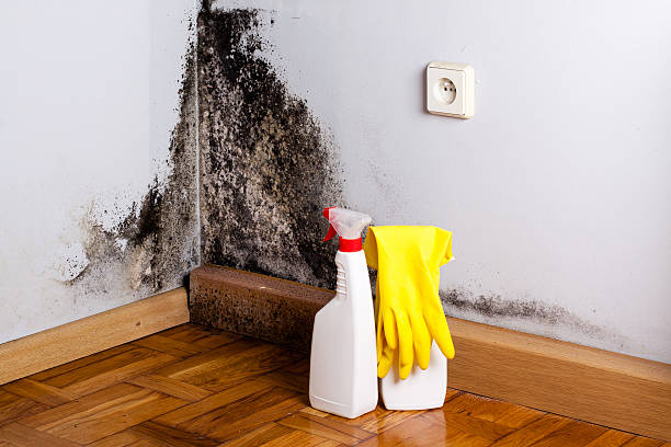 Best Emergency Mold Remediation in Osceola, IA